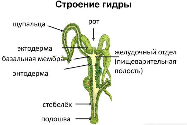 Кракен лег