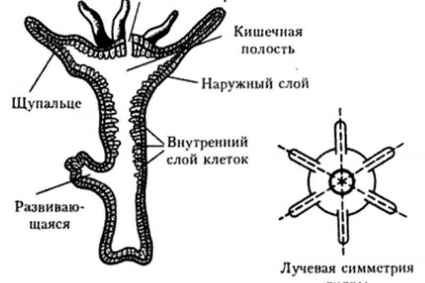 Кракен ссылка vtor